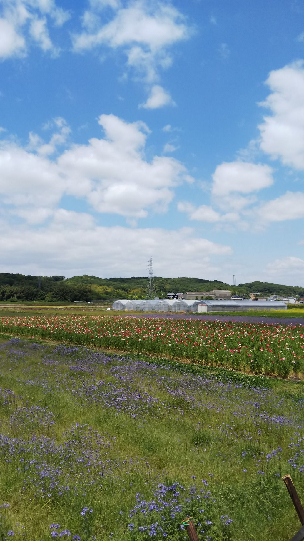 【イベント出店】花摘み会